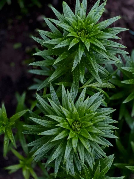 Twee Groene Planten Close — Stockfoto