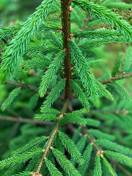 Green Young Pine Tree — Stock Photo, Image