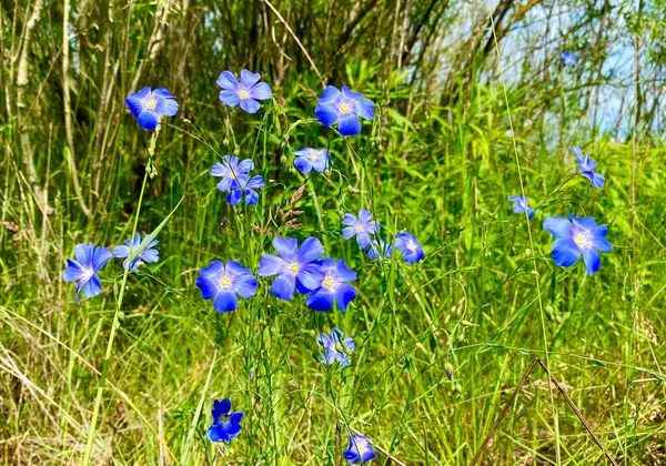 Blauwe Kleine Wilde Bloemen Natuur — Stockfoto