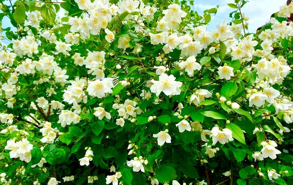 Branco Jasmim Flores Closeup — Fotografia de Stock