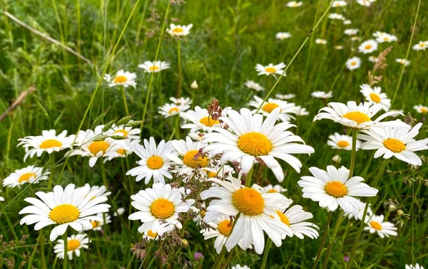 Fleurs Marguerite Blanche Dans Nature — Photo