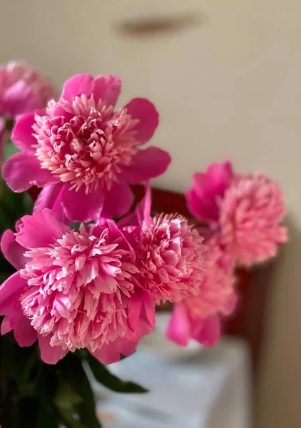 Flores Peônia Rosa Close — Fotografia de Stock
