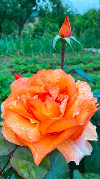 Gorden Subiu Com Gotas Chuva — Fotografia de Stock