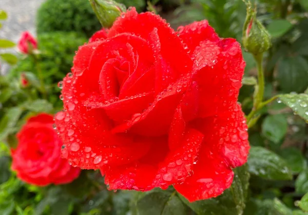 Rosa Vermelha Com Gotas Chuva — Fotografia de Stock