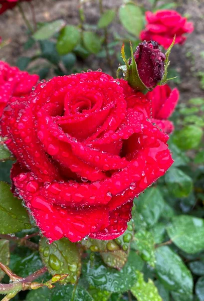 Rosa Roja Con Gotas Lluvia — Foto de Stock