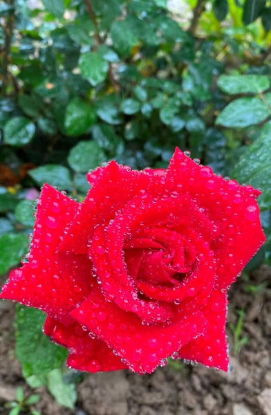 Rosa Roja Con Gotas Lluvia — Foto de Stock