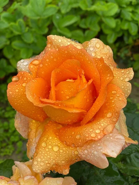 Rose Dorée Avec Gouttes Pluie — Photo