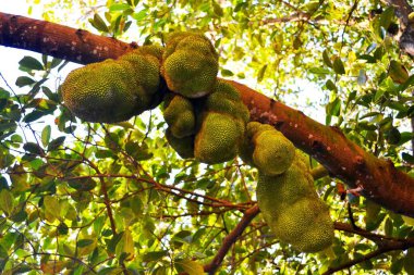 Jack meyvesinin tropik meyvesi, Zanizbar