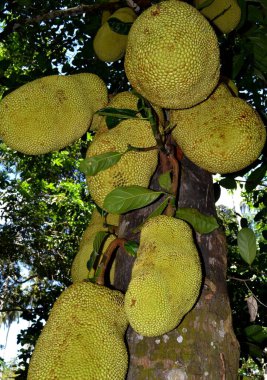 Jack meyvesinin tropik meyvesi, Zanizbar