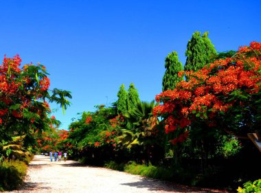 Tropik kırmızı göz alıcı ağaç, Zanzibar