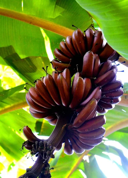 red banana fruits, Zanzibar, tanzania