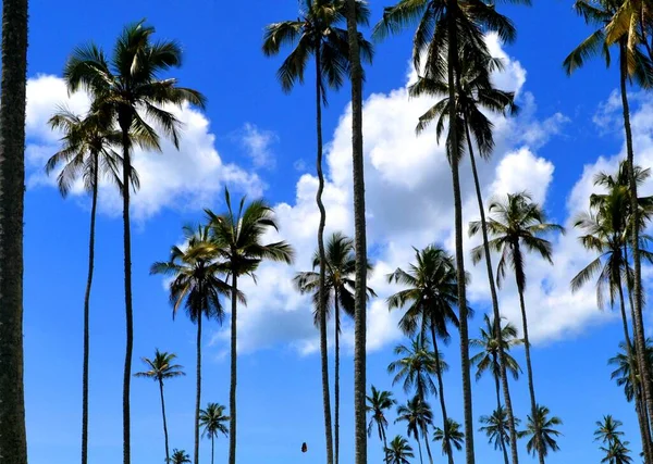 Zanzibar Tanzanya Palmiye Ağaçları Olan Rüya Gibi Bir Manzara — Stok fotoğraf