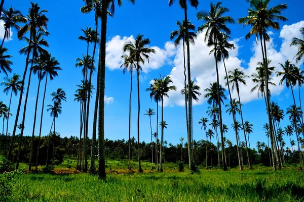 Prachtig Dromerig Landschap Met Palmbomen Zanzibar Tanzania — Stockfoto