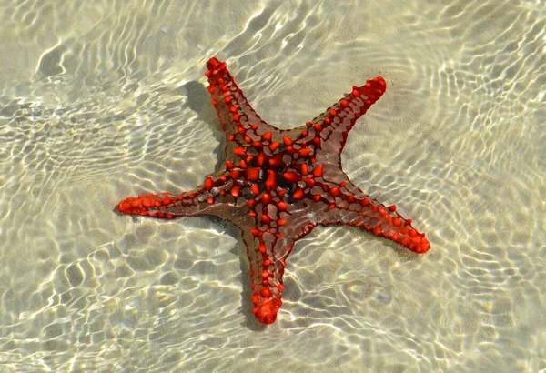 Increíble Estrella Mar Agua Zanzíbar Playa Nungwi — Foto de Stock