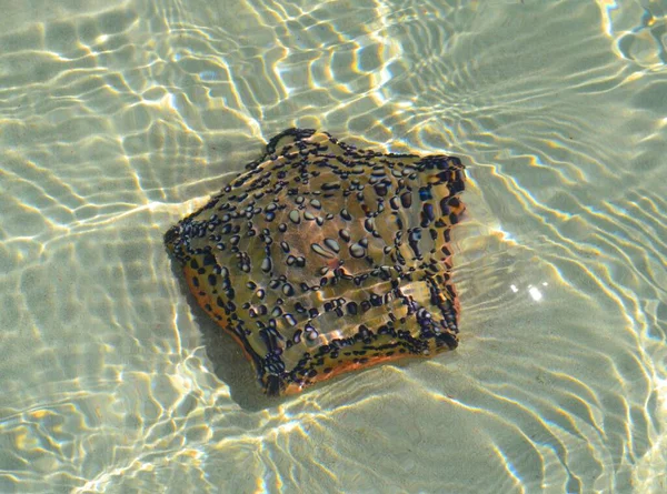 Increíble Estrella Mar Agua Zanzíbar Playa Nungwi — Foto de Stock