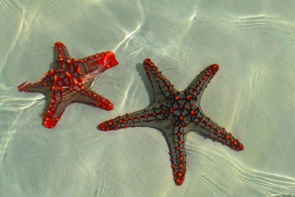 Tolle Seesterne Wasser Sansibar Nungwi Strand — Stockfoto