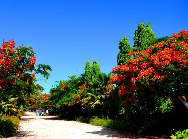Tropik kırmızı göz alıcı ağaç, Zanzibar