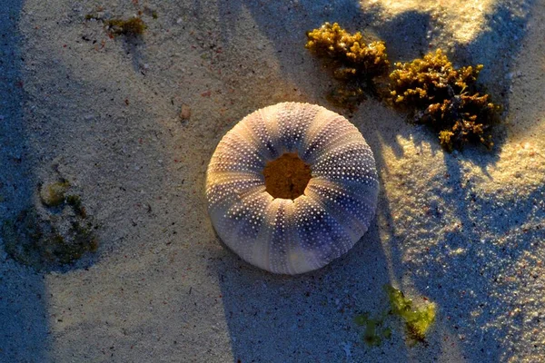 Kulatá Skořápka Pláži Zanzibar — Stock fotografie