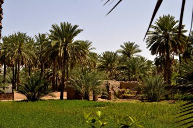 Hurma ağaçları ile donatılmış güzel bir bahçe.