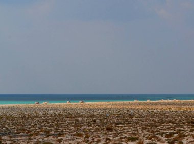 Masirah Adası sahilinde sürat tekneleri, Umman.