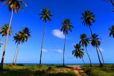 Güzel sahil kasabası Maragogi, Pernambuco, Brezilya