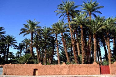 Zagora, Fas 'taki yemyeşil palmiye ağaçları.