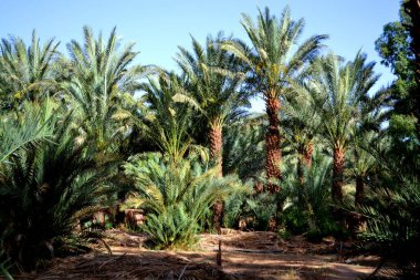 Zagora, Fas 'taki yemyeşil palmiye ağaçları.