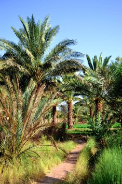 Zagora, Fas 'taki yemyeşil palmiye ağaçları.