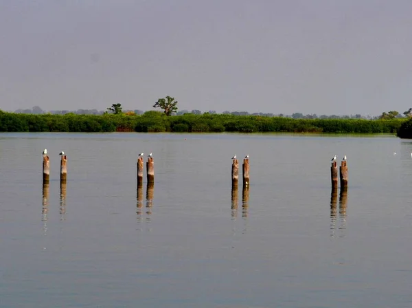 Calm Delta Joal Fadiouth Senegal — Stock Photo, Image