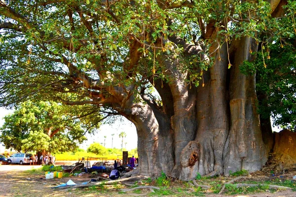Pohon Baobab Terbesar Senegal Arfrica Barat — Stok Foto