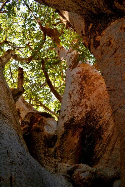 Största Baobabträdet Senegal Västra Arfrica — Stockfoto