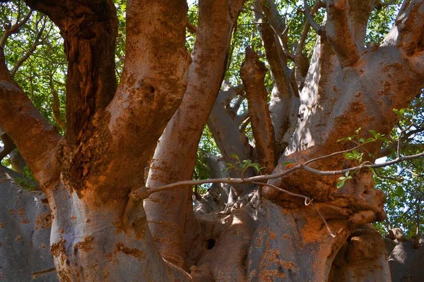 Árbol Baobab Más Grande Senegal West Net — Foto de Stock