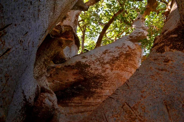 Största Baobabträdet Senegal Västra Arfrica — Stockfoto