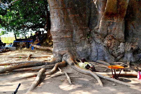 Największe Drzewo Baobabowe Senegalu West Arfrica — Zdjęcie stockowe