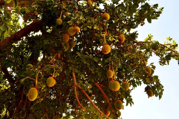 Największe Drzewo Baobabowe Senegalu West Arfrica — Zdjęcie stockowe