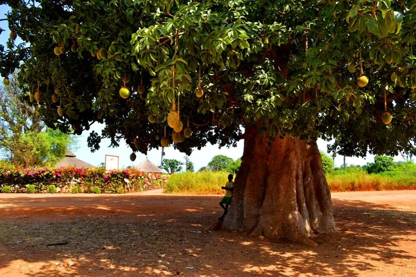 Pohon Baobab Terbesar Senegal Arfrica Barat — Stok Foto