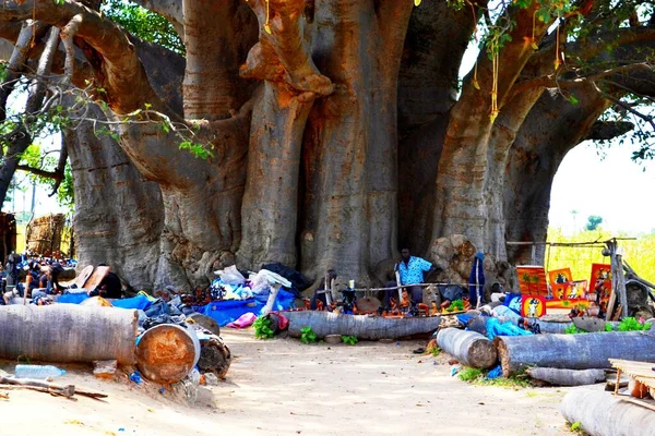 Największe Drzewo Baobabowe Senegalu West Arfrica — Zdjęcie stockowe
