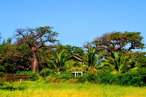 Piękne Drzewo Baobab Wsi Senegal — Zdjęcie stockowe