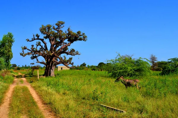 Schöner Baobab Baum Auf Dem Land Senegal — Stockfoto