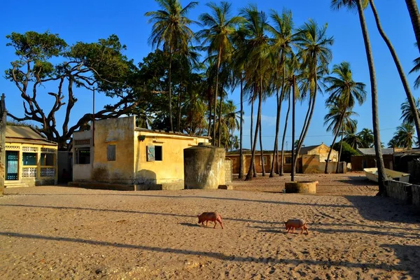 Wiejska Wioska Palmarin Sine Saloum Delta Senegal — Zdjęcie stockowe