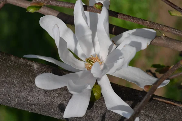 Witte Magnolia Bloemen Boekarest Roemenië — Stockfoto