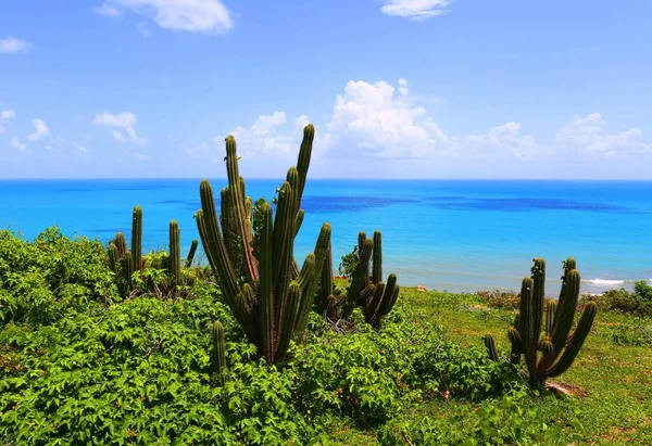 Schöne Meeres Und Kakteenpflanzen Jericoacoara Brasilien — Stockfoto