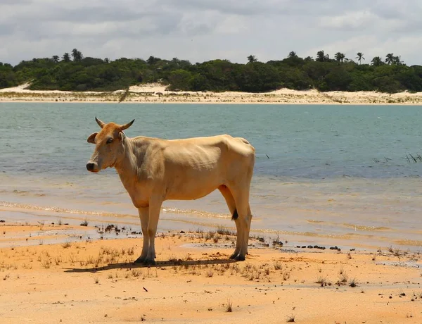 Roztomilé Krávy Pláži Laguny Jijoca Jericoacoara Brazílie — Stock fotografie