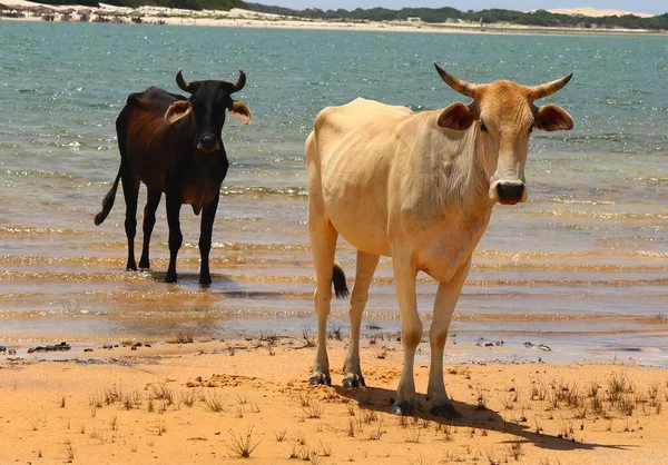 Roztomilé Krávy Pláži Laguny Jijoca Jericoacoara Brazílie — Stock fotografie