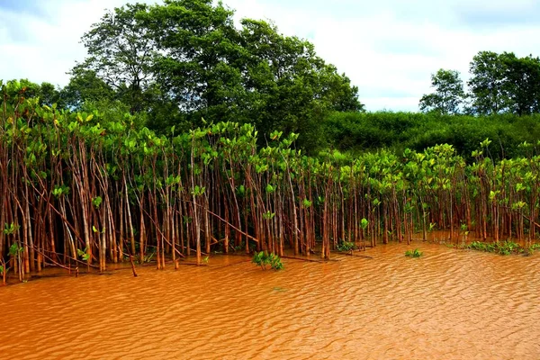 Grote Delta Van Rivier Parnaiba Piaui — Stockfoto