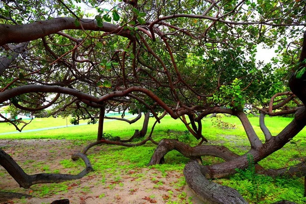 Beautiful Tropical Cashew Trees Mandacaru Brazil — Stock Photo, Image