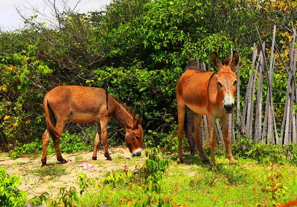 Roztomilí Osli Atins Maranhao Brazil — Stock fotografie