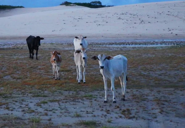 Oído Hablar Vacas Canto Atins Maranhao Brasil —  Fotos de Stock