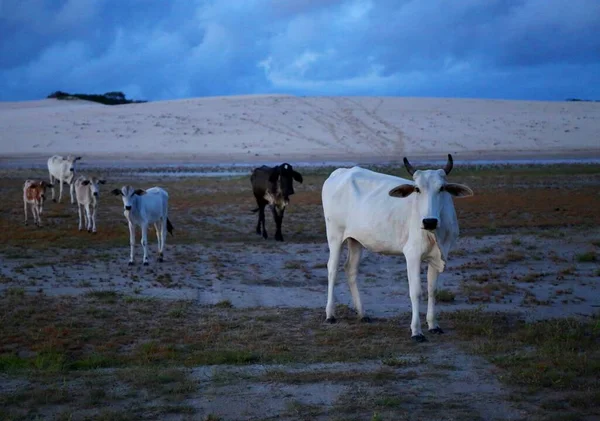 Oído Hablar Vacas Canto Atins Maranhao Brasil —  Fotos de Stock