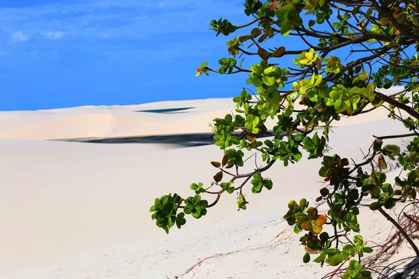 Lencois Maranhenses, Maranhao, Brezilya milli parkındaki turkuaz göller ve beyaz kum tepelerinin güzel manzarası